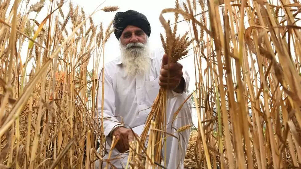 கோதுமை இனி கிடையாது- ரேஷன் கார்டுதாரர்களுக்கு அதிர்ச்சி தகவல் !!