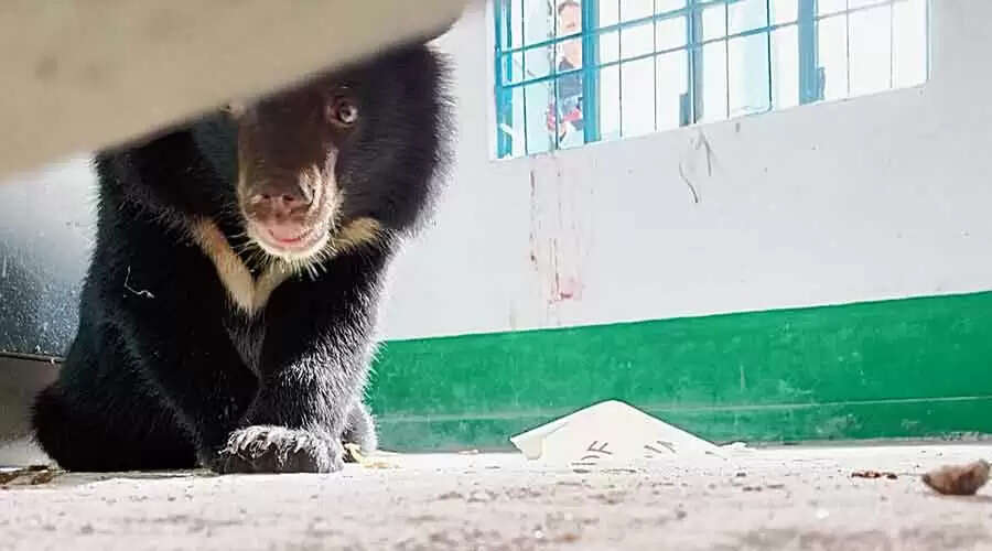 bear 1