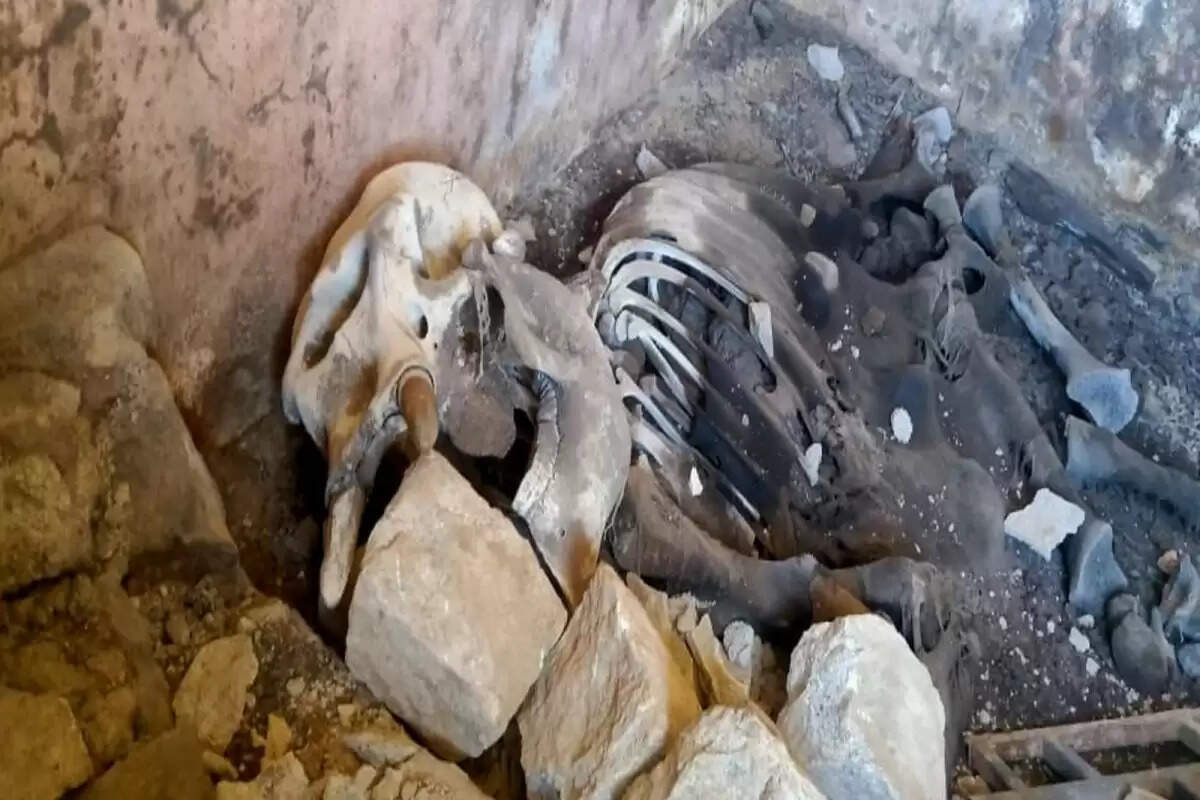 அதிகாரிகள் அதிர்ச்சி..!! பூட்டிக்கிடந்த சத்துணவு கூடத்தில் குட்டி யானையின் உடல்..!! அதிகாரிகள் அதிர்ச்சி..!! பூட்டிக்கிடந்த சத்துணவு கூடத்தில் குட்டி யானையின் உடல்..!!