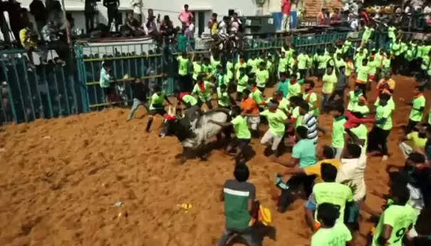 jallikattu 