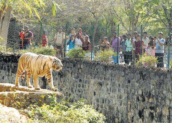 vandalur-zoo