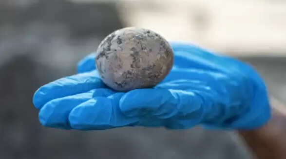 அடேங்கப்பா!! 1,000 ஆண்டுகள் உடையாமல் இருக்கும் கோழி முட்டை.. ஆராய்ச்சியாளர்கள் வியப்பு !! அடேங்கப்பா!! 1,000 ஆண்டுகள் உடையாமல் இருக்கும் கோழி முட்டை.. ஆராய்ச்சியாளர்கள் வியப்பு !!