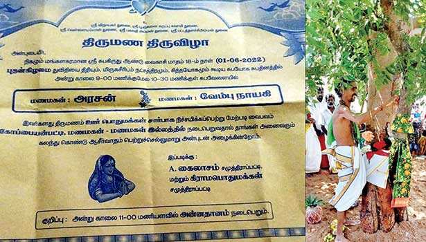 அரச மரம்- வேப்ப மரத்திற்கு திருமணம்.. மக்கள் வினோத வழிபாடு.. காரணம் இதுதான் !!