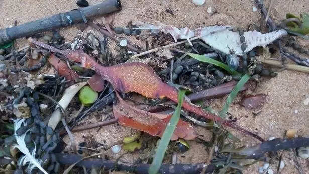 seadragons-australian