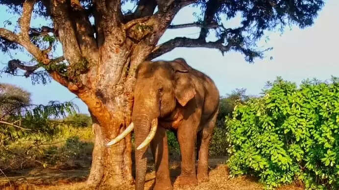 மனிதர்கள் செல்வதற்கு வழிவிட்ட யானை! வைரல் வீடியோ!!