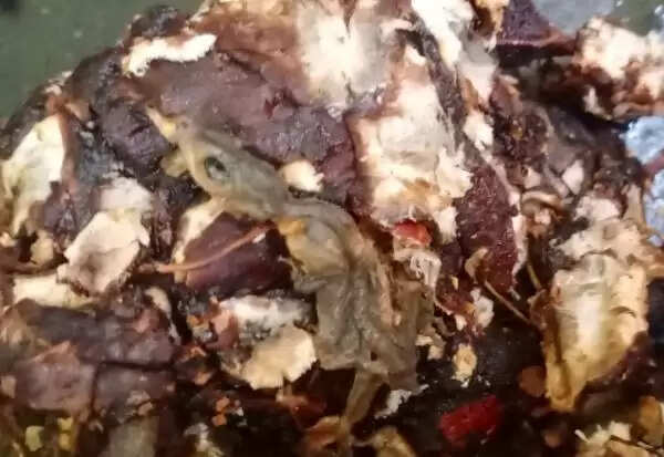 புளி பொட்டலத்தில் பல்லி.. பொங்கல் பரிசுத் தொகுப்பு வாங்கியவருக்கு அதிர்ச்சி..!