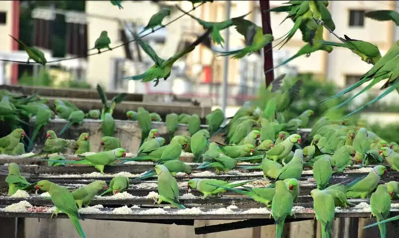 திடீரென பெய்த ஆலங்கட்டி மழை.. 100 பச்சை கிளிகள் உயிரிழந்த சோகம் !