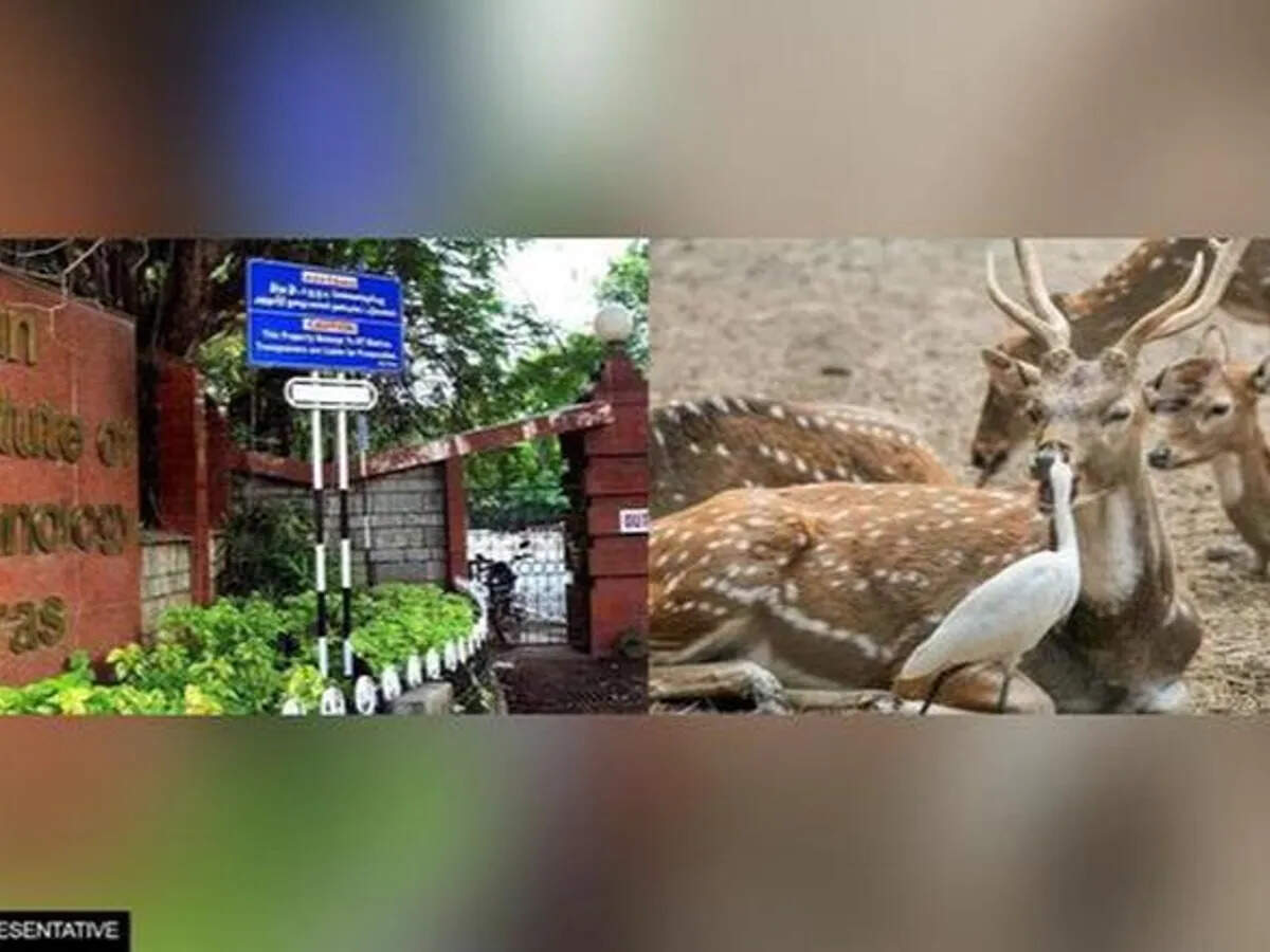 ஐஐடி வளாகத்தில் உயிரிழந்த 4 மான்களுக்கு ஆந்த்ராக்ஸ் நோயா..? ஐஐடி வளாகத்தில் உயிரிழந்த 4 மான்களுக்கு ஆந்த்ராக்ஸ் நோயா..?