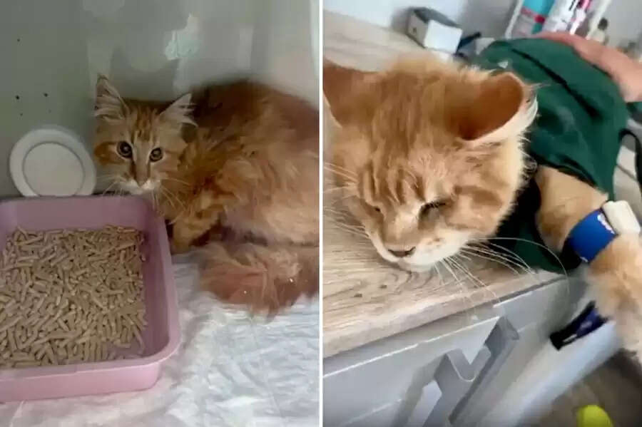 20 வளர்ப்பு பூனைகளால் கடித்து குதறி கொல்லப்பட்ட உரிமையாளர்!!