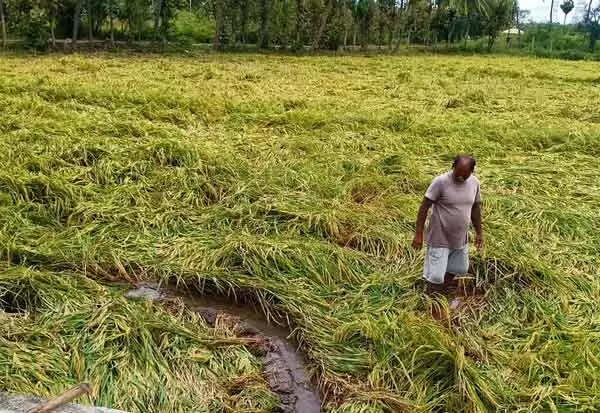 paddy 2