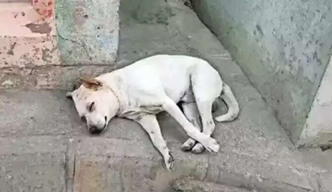 நாய் மீது ஆசிட் வீச்சு.. கொடூர தாக்குதல்- போதை இளைஞர்களுக்கு வலைவீச்சு !! நாய் மீது ஆசிட் வீச்சு.. கொடூர தாக்குதல்- போதை இளைஞர்களுக்கு வலைவீச்சு !!