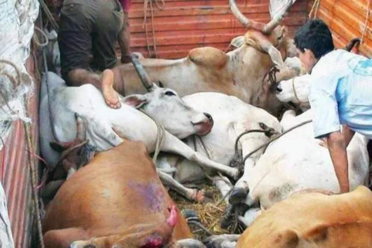 அதிர்ச்சி! கடத்தல் மாடுகளை லாரியில் இருந்து தூக்கி வீசிய கும்பல்!!