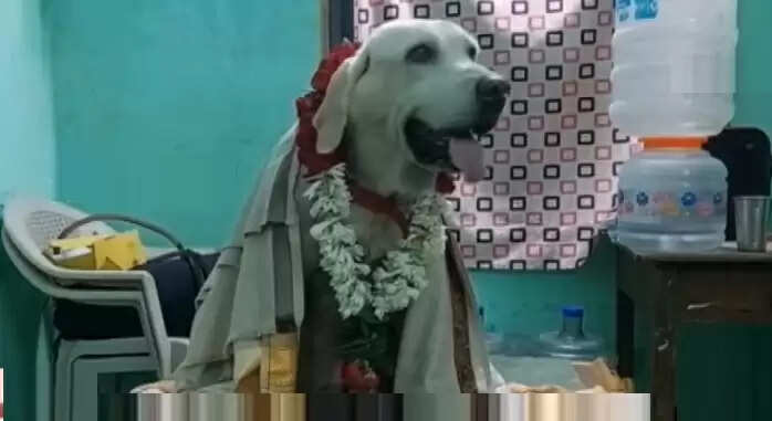 loosi 