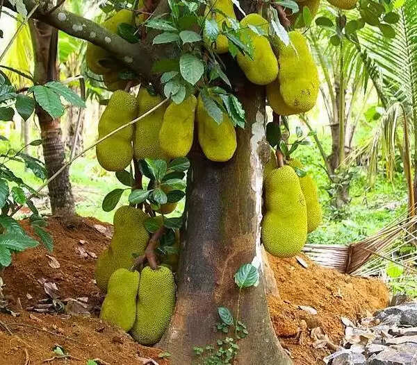 சீசன் காலத்தில் பலாப்பழத்திற்கு வந்த சோதனை !!