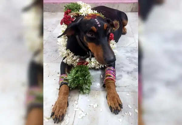 நெகிழ்ச்சி! வளர்ப்பு நாய்க்கு வளைகாப்பு நடத்திய காவல் உதவி ஆய்வாளர்!! நெகிழ்ச்சி! வளர்ப்பு நாய்க்கு வளைகாப்பு நடத்திய காவல் உதவி ஆய்வாளர்!!