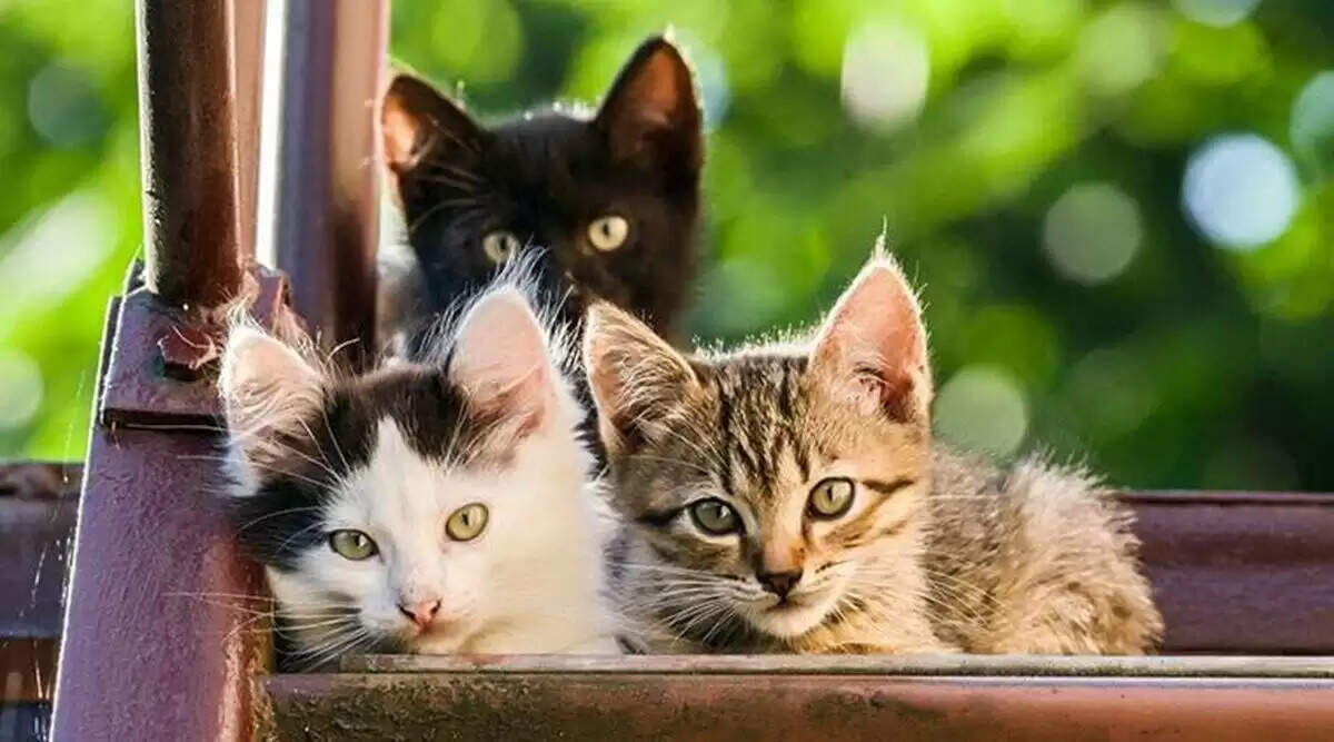 காவல் நிலையத்தில் பூனைகளை வளர்க்கும் போலீஸ்! ஏன் தெரியுமா?