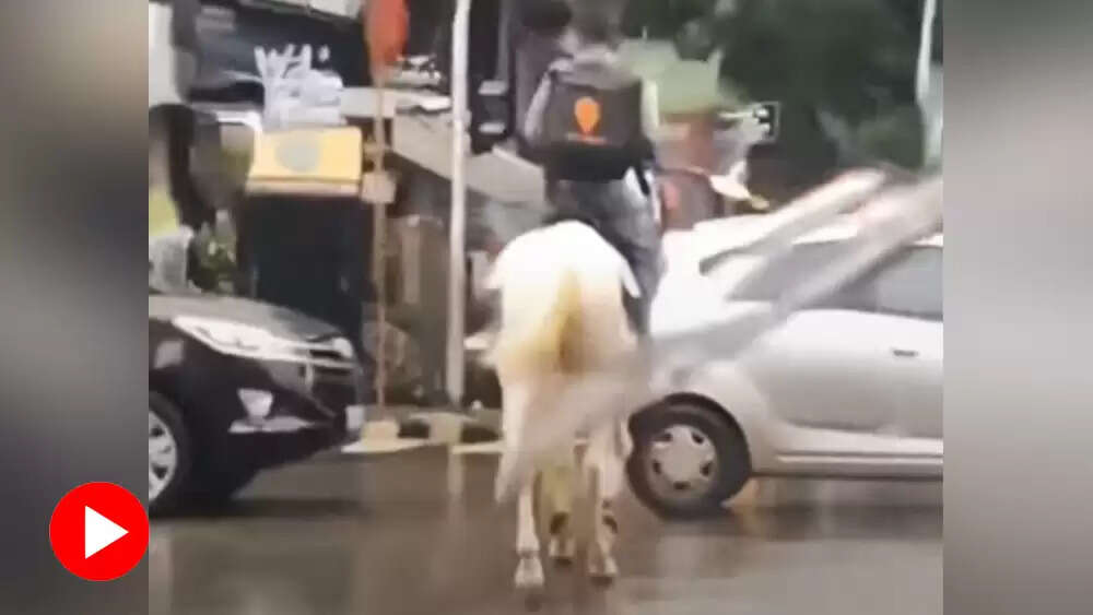 குதிரையில் சென்று உணவு டெலிவரி செய்த ஸ்விகி ஊழியர்!! VIDEO