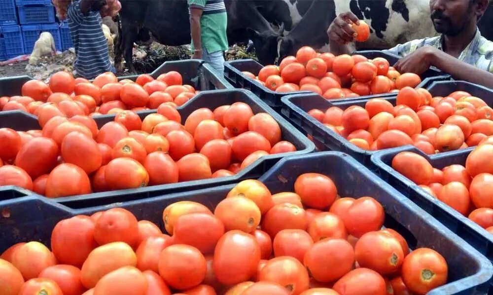 tomato