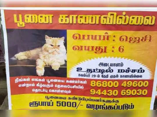 ஜெசியை காணோம்.. தெருவெங்கும் போஸ்டர்.. கண்டுபிடித்தால் சன்மானம்..! ஜெசியை காணோம்.. தெருவெங்கும் போஸ்டர்.. கண்டுபிடித்தால் சன்மானம்..!