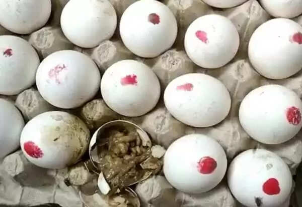 krr egg 2