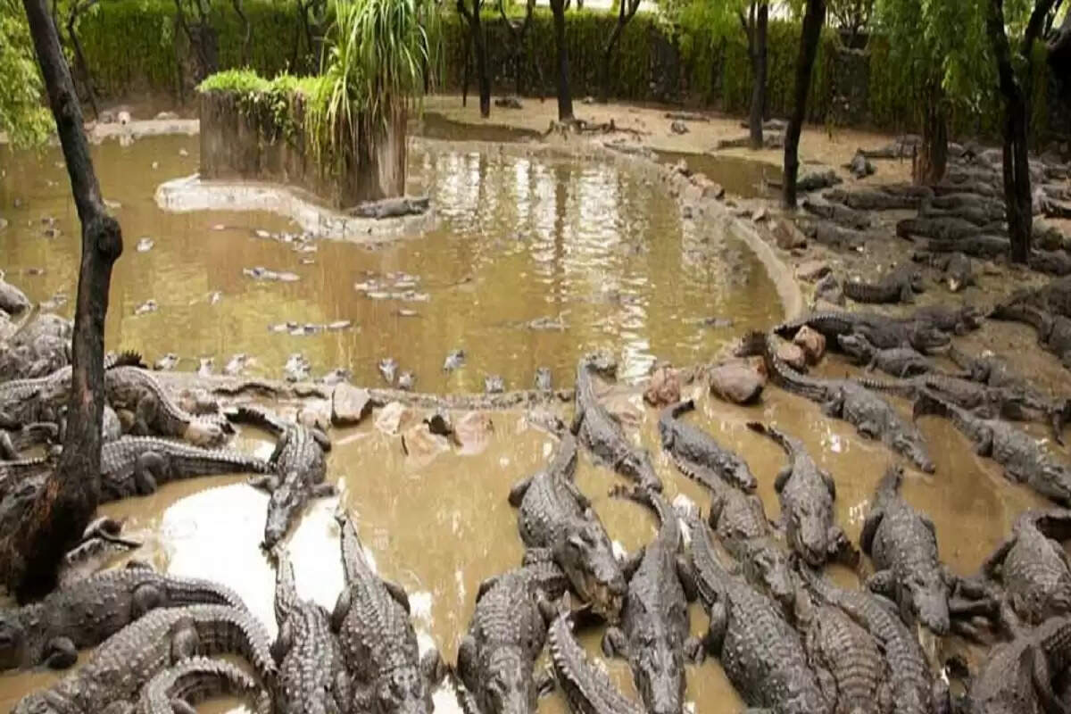 குஜராத்துக்கு 1,000 முதலைகள்.. தமிழக அரசு பதிலளிக்க ஐகோர்ட் உத்தரவு..!