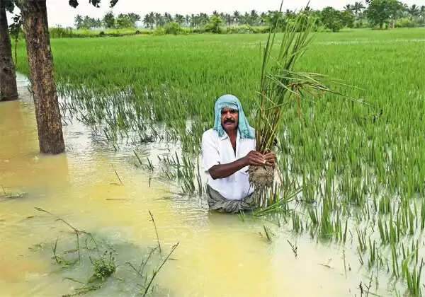 விவசாயிகளுக்கு நற்செய்தி.. ஹெக்டேருக்கு 20,000 ரூபாய்.. முதல்வர் அறிவிப்பு..! விவசாயிகளுக்கு நற்செய்தி.. ஹெக்டேருக்கு 20,000 ரூபாய்.. முதல்வர் அறிவிப்பு..!