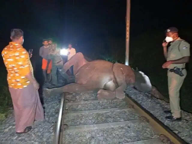 சரக்கு ரயில் மோதி 2 யானைகள் பலி.. வெளியான அதிர்ச்சி வீடியோ !!