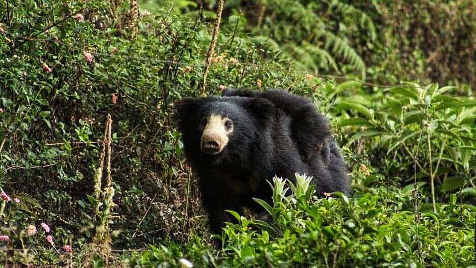 பீதியில் மக்கள்! ஹாயாக நடந்து வந்து வீட்டின் கதவை தட்டிய கரடி!!
