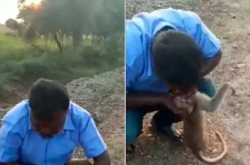 நெகிழ்ச்சி சம்பவம்..மயங்கிய குரங்கை தனது மூச்சு காற்றை கொடுத்து காப்பாற்றிய கார் டிரைவர்..!! நெகிழ்ச்சி சம்பவம்..மயங்கிய குரங்கை தனது மூச்சு காற்றை கொடுத்து காப்பாற்றிய கார் டிரைவர்..!!