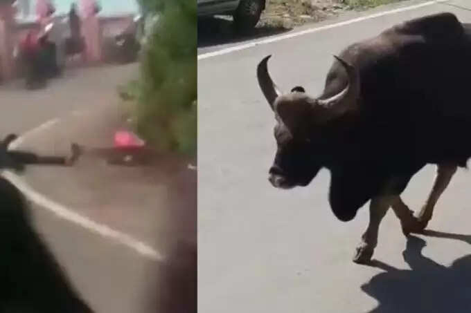 குன்னூரில் சாலையில் நடந்து வந்த நபரை தூக்கி வீசிய காட்டெருமை..!