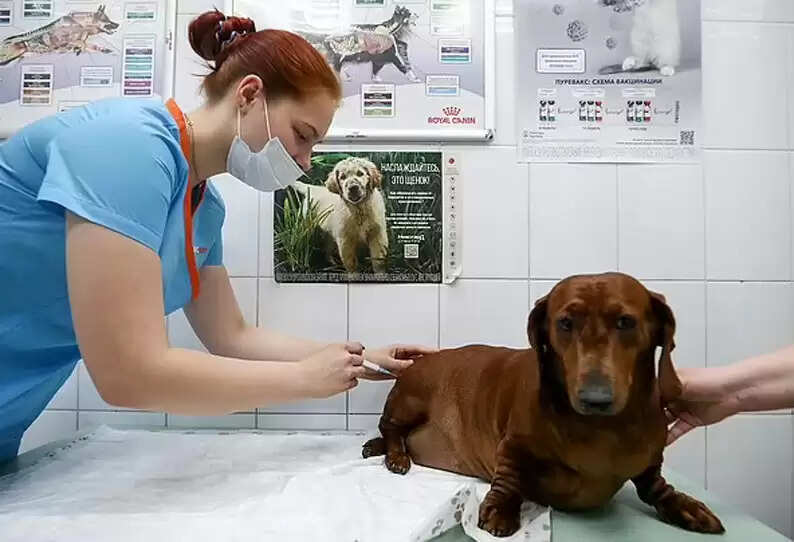 சாதனை! வந்து விட்டது விலங்குகளுக்கும் கொரோனா தடுப்பூசி !