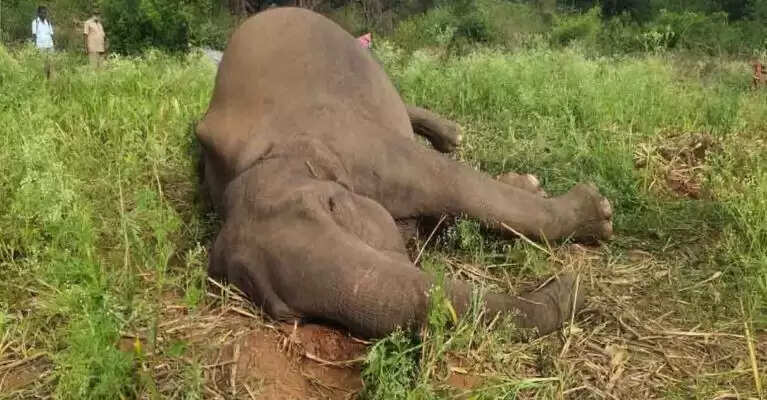 elephant