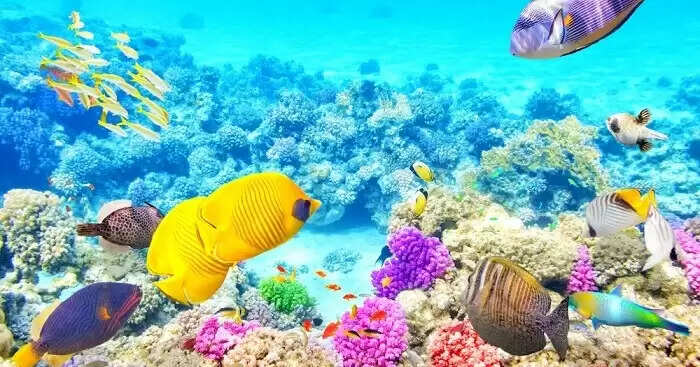 The Great Barrier Reef
