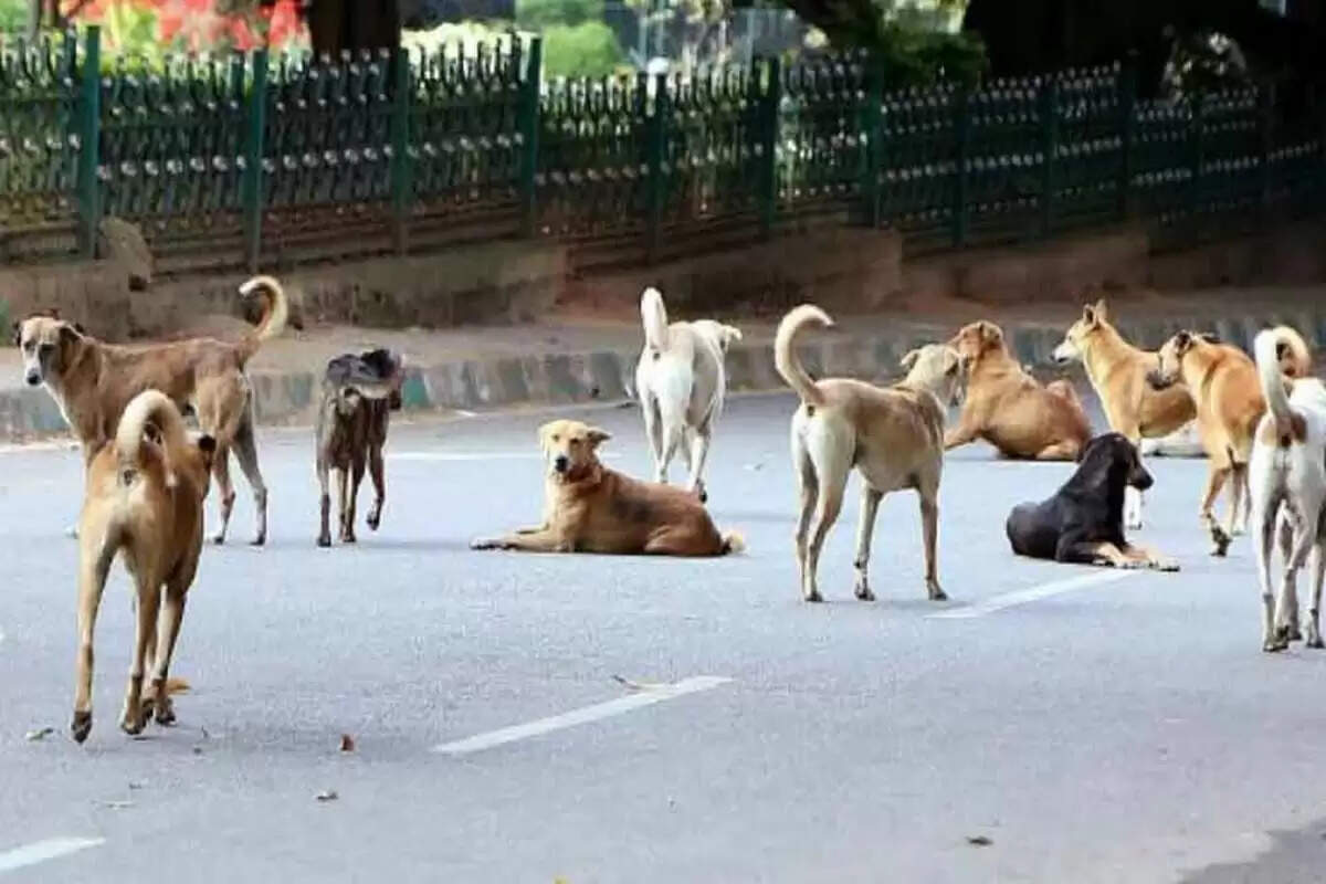 dog 1