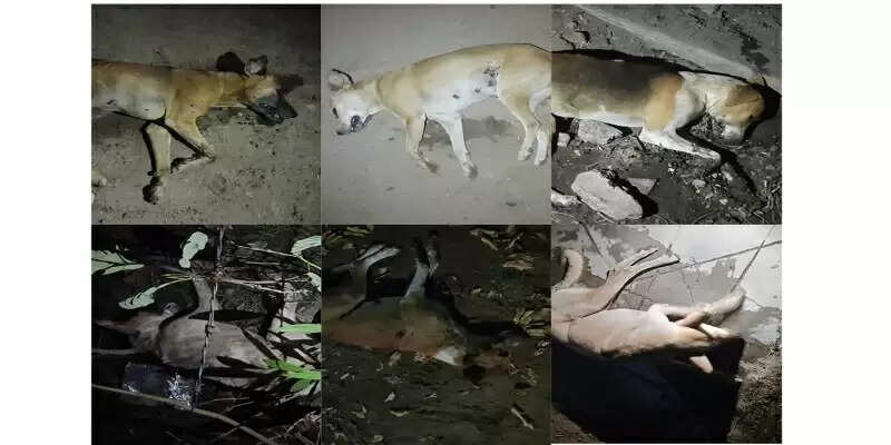 அடுத்தடுத்து 18 நாய்கள் உயிரிழப்பு.. நடவடிக்கை எடுக்க பொதுமக்கள் கோரிக்கை..!
