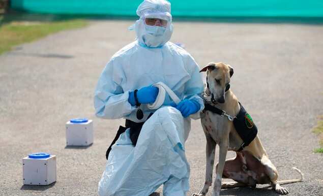 நாய்களை கொண்டு கொரோனா தொற்று உள்ளவர்களை கண்டறியும் பயிற்சி !!