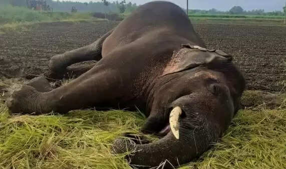 அதிர்ச்சி! 3 மாதங்களில் 12 யானைகள் உயிரிழப்பு!!