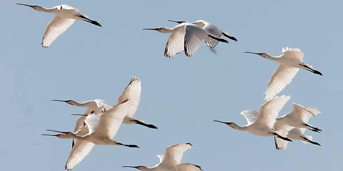 பறவைகள் பல்லாயிரம் கிலோமீட்டர் தூரத்திற்கு எவ்வாறு இடம்பெயர்கின்றன?