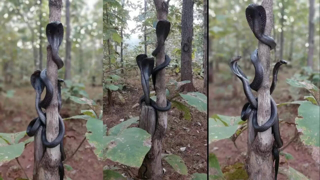 ஒரே நேரத்தில் படமெடுத்த நிற்கும் 3 கருநாகங்கள்..!