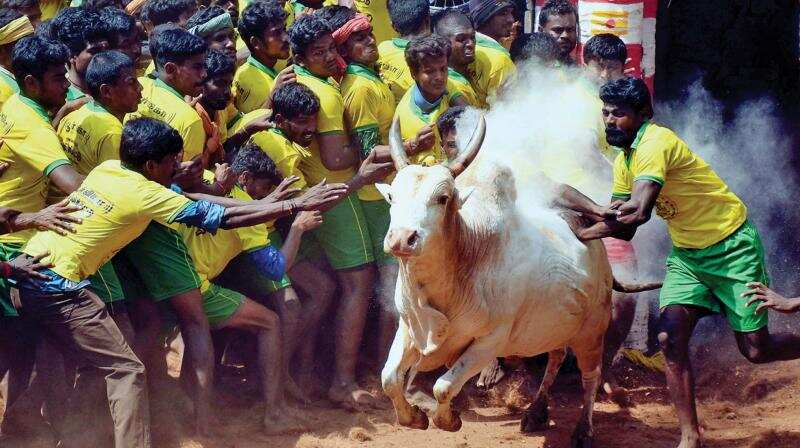 Jallikattu 1