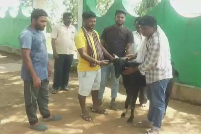 தினமும் அரை லிட்டர் பால் கறக்கும் ஆண் ஆடு! ஆச்சர்யத்தில் மக்கள்..!!