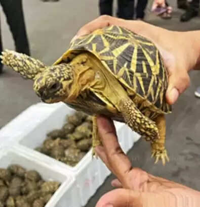 aa