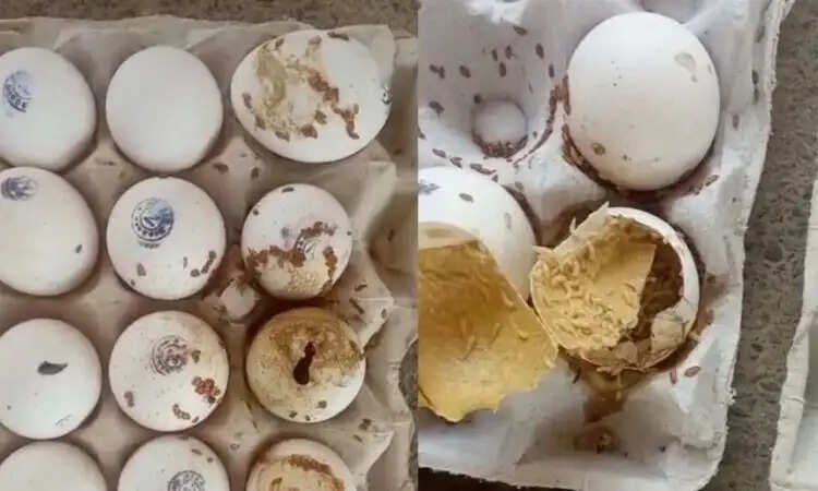சத்துணவில் அழுகிய முட்டை – தலைமை ஆசிரியர் சஸ்பெண்ட்!! சத்துணவில் அழுகிய முட்டை – தலைமை ஆசிரியர் சஸ்பெண்ட்!!