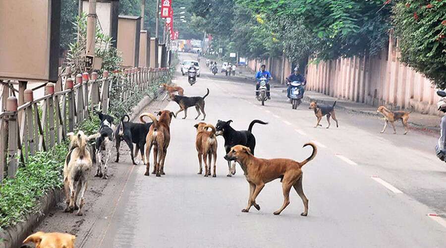 வீதியில் அடுத்தடுத்து விழுந்து உயிரிழந்த 9 நாய்கள்.. மக்கள் அதிர்ச்சி !!