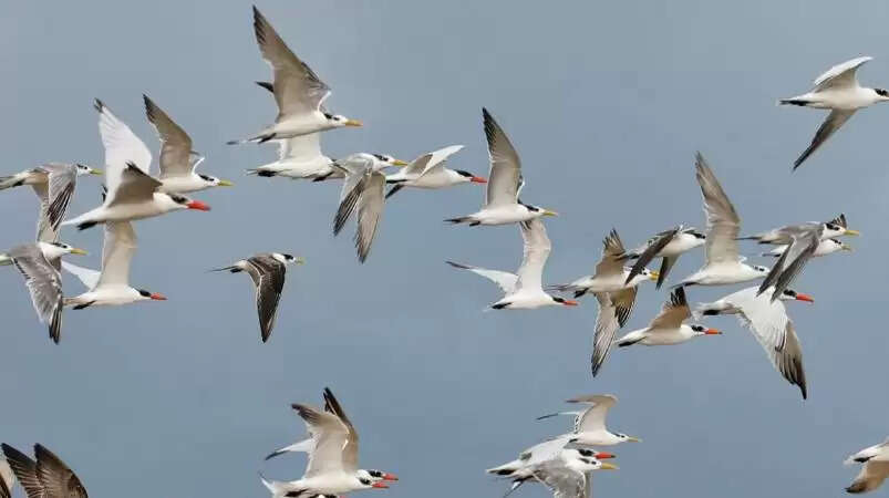 ஒரே நேரத்தில் 100க்கும் மேற்பட்ட பறவைகள் உயிரிழப்பு.. அச்சத்தில் கிராம மக்கள் !!