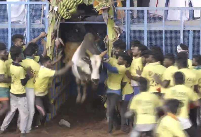 jallikatt