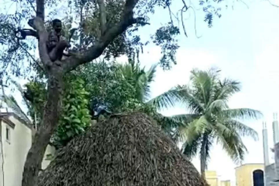 vaccine tree