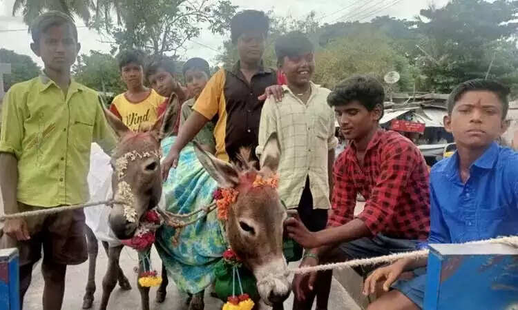 கழுதைகளுக்கு திருமணம்.. சிறிது நேரத்தில் மழை.. மகிழ்ச்சியில் மக்கள்..!