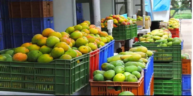 mango