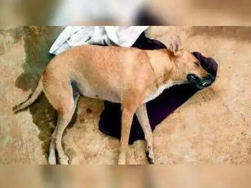 அதிர்ச்சி! நாயை கொடூரமாக அடித்துக் கொலை செய்த இருவர் கைது!!